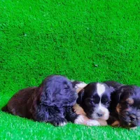 واگذاری شیتزو سوپر تریر مینیاتوری وارداتی|سگ|تبریز, |دیوار