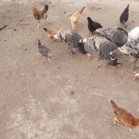 بوقلمون|حیوانات مزرعه|گنبد کاووس, |دیوار