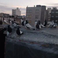 کفتر بوم رنگه