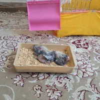 یک جفت عروس هلندی نر و ماده|پرنده|قم, زاویه|دیوار