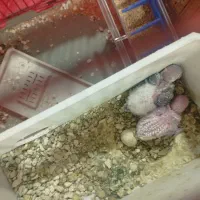 مرغ عشق|پرنده|شوشتر, |دیوار