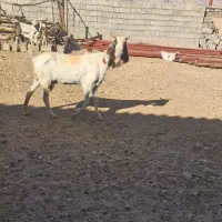 بزگلابی نربز میش بره و...