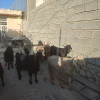 بز .میش|حیوانات مزرعه|ارژن, |دیوار