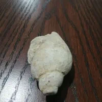 فسیل اصل|کلکسیون اشیاء عتیقه|تهران, فلسطین (میدان انقلاب)|دیوار