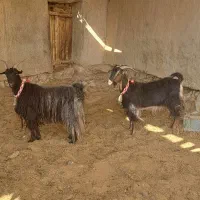 بز شهرکردی حامله جون  میش  قوچ بز  بره|حیوانات مزرعه|خمینی‌شهر, |دیوار