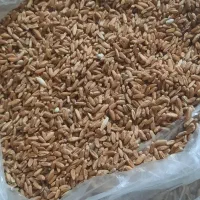 گندم بوجاری شده|خوردنی و آشامیدنی|قم, محمد آباد|دیوار