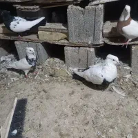 کبوتر،رنگی ۲۰عدد|پرنده|دزفول, |دیوار