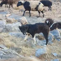 فقط تماس بگیرید پیام جواب نمیدم