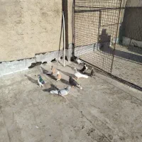 9 تا کفتر شهری بهبهانی نر|پرنده|شیراز, سلطان آباد|دیوار