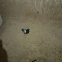 سه عدد کبوتر هوا گیر هست