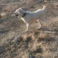 سگ البای نر ۲۰ماهه|سگ|شهریار, شهریار|دیوار