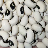 لوبیا چشم بلبلی درجه یک امسالی