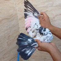 حراج ۱۳ تا کفتر خوب و بد زیر قیمت|حراج|قرچک, ولی آباد|دیوار