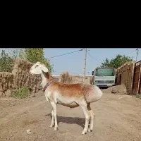 شیشک بره قوچی