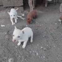 توله سگ فندی اصل زرنگ وحساس برایه غریبه