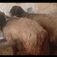 نرمیش|حیوانات مزرعه|گتوند, |دیوار