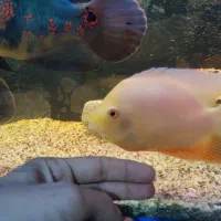 ماهی سورم و اسکار جگوار