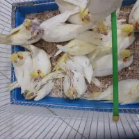 جوجه عروس هلندی|پرنده|رفسنجان, |دیوار