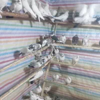 کبوتر جدید رسیددرلالجین|پرنده|لالجین, |دیوار