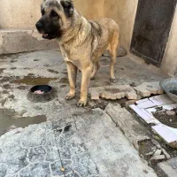 سگ سرابی اصیل ماده ۳ ساله.