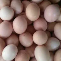 انواع تخم نطفه دار