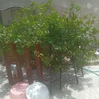 خوابگاه(خانه میهمان)
