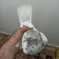 فروش کبوتر تهرانی نر