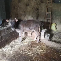 گوساله نر. ورزا کوله