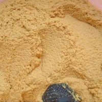 فلافل بوشهری