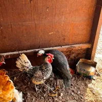 مرغ خروس معاوضه