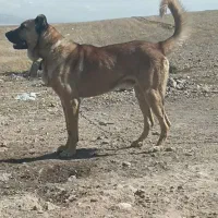 واگذاری سگ 15 ماهه