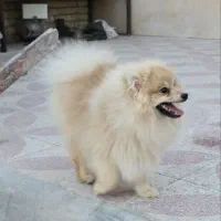 پامر روباهی