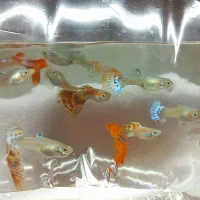 ماهی گوپی نژاد خالص|ماهی|تهران, تهرانسر شرقی|دیوار