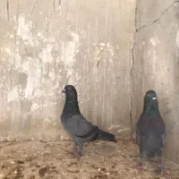 کبوتر پاکستانی|پرنده|بندر دیر, |دیوار