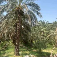 باغ خرما با آب در منطقه دشتو بم با سند رسمی تک برگ|فروش زمین و ملک کلنگی|بم, |دیوار