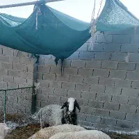 فروش بره