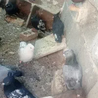 کبوتر|پرنده|داراب, |دیوار