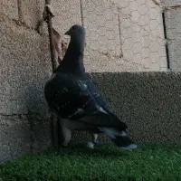 چاپی مسافت بلند|پرنده|برازجان, |دیوار