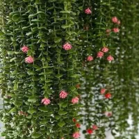 شمشاد مصنوعی