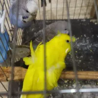 مرغ عشق پروانه ای و انگلیسی جوجه