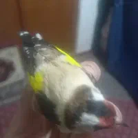 سهره رنگ روشن|پرنده|اصفهان, نقش جهان|دیوار