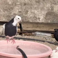 دزدیده شده|حیوانات|بندرعباس, |دیوار