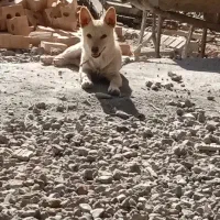 توله پاکوتاه