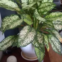 گل اپارتمانی