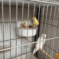 نروماده باجوجه