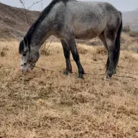 کره اسب نر|اسب و تجهیزات اسبسواری|سیلوانه, |دیوار