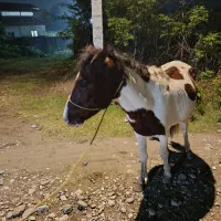 اسب ابلق|اسب و تجهیزات اسبسواری|اسالم, |دیوار