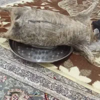 یک‌عدد‌هیزه‌بزغاله‌نو