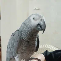 کاسکو کنگو  دم قرمز سخنگو