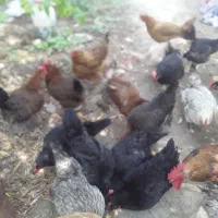 مرغ تخگزار